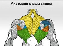 Эффективные упражнения для спины Ударная тренировка спины