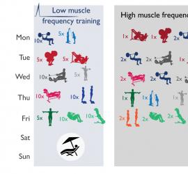 Как частота тренировок влияет на мышечный рост?
