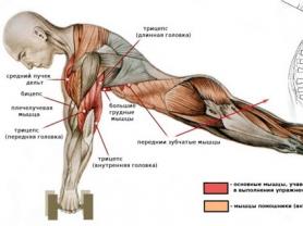Какие мышцы работают при отжимании на брусьях